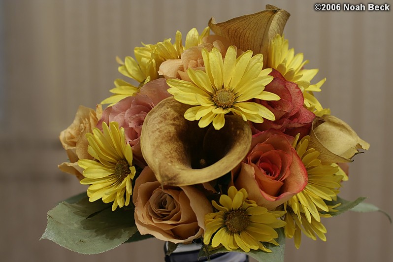 May 15, 2006: Preserved hand-held bouquet