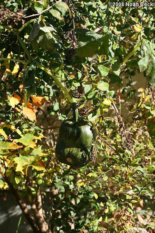 October 18, 2008: Pumpkin growing in a yahoo bush