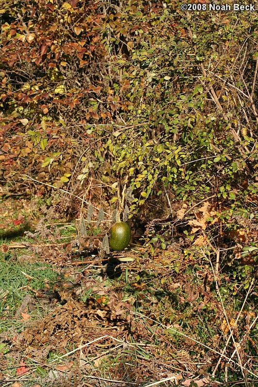 November 2, 2008: a pumpkin growing in a yahoo bush