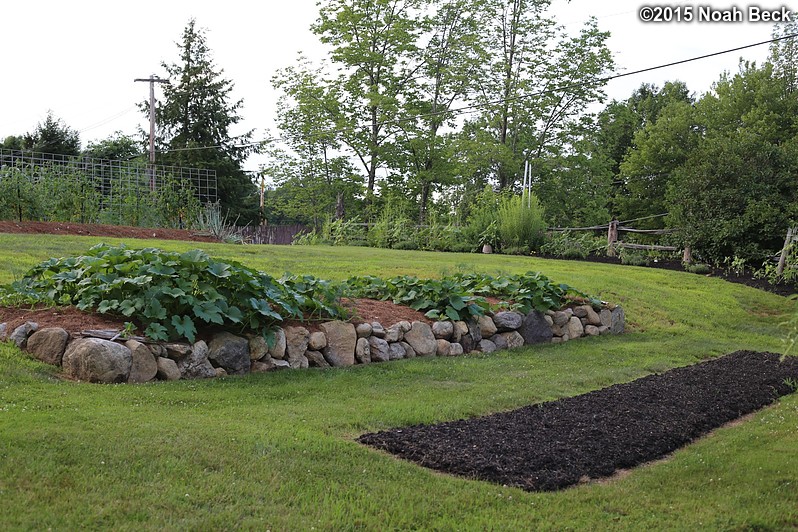 July 22, 2015: Pumpkin patch and a future raspberry patch