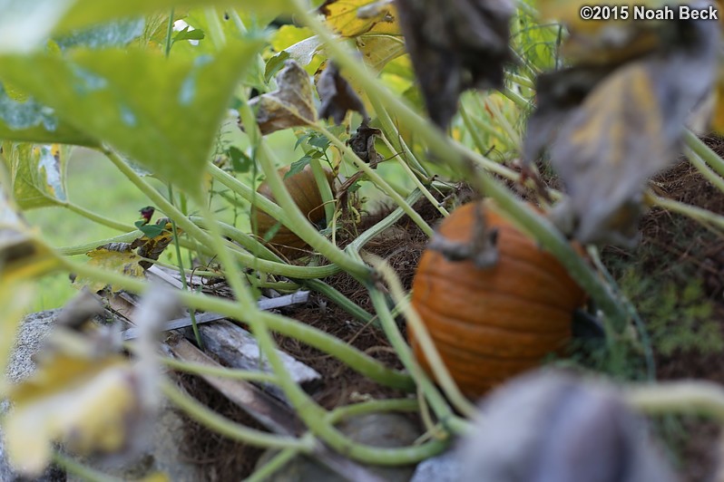 August 22, 2015: First pumpkins are ripening