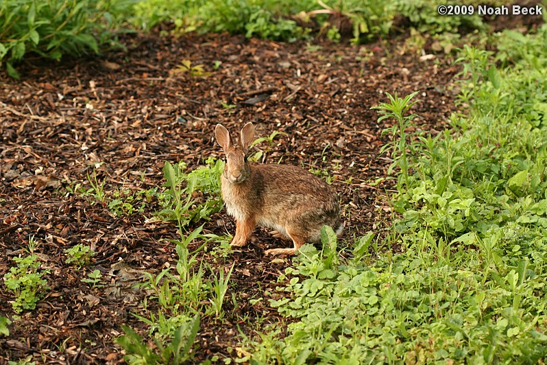 June 25, 2009: A rabbit chose our back yard to live and eat in.