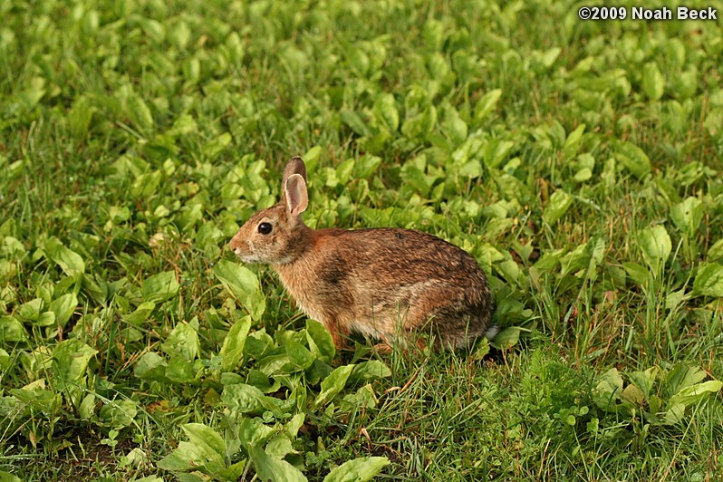 June 25, 2009: A rabbit chose our back yard to live and eat in.