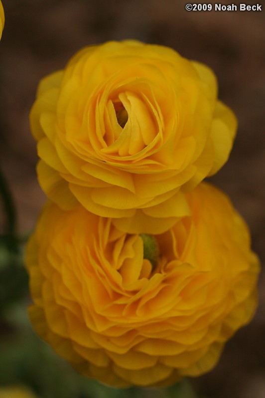 May 4, 2009: ranunculus growing in a planter