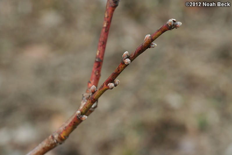 March 18, 2012: Reliance Peach flower buds