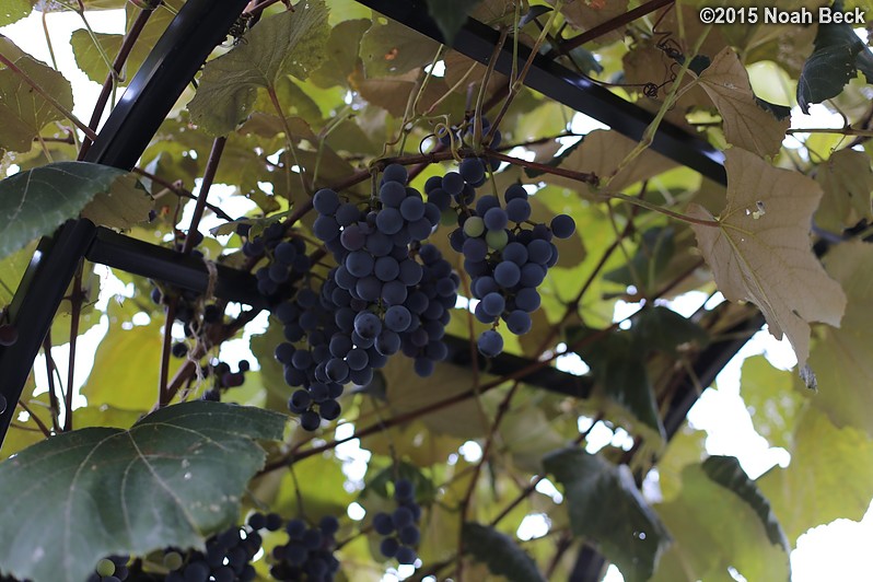 September 20, 2015: Ripe grapes on the new arbor