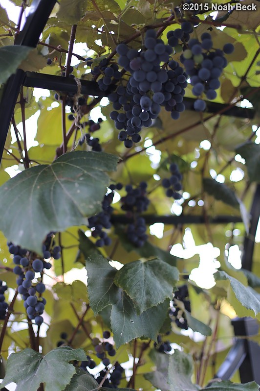 September 20, 2015: Ripe grapes on the new arbor