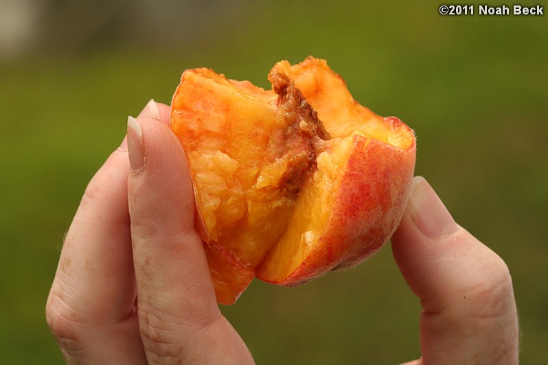 August 13, 2011: First ripe peach