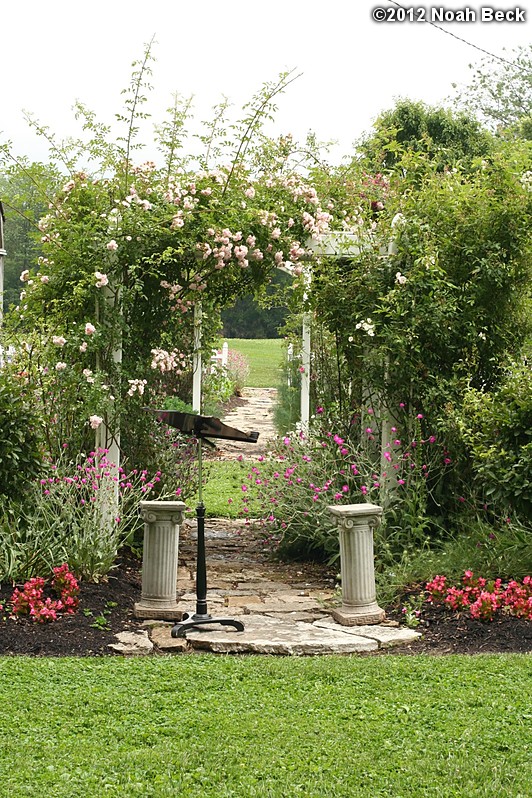 June 1, 2012: The rose arbor at the wedding rehearsal