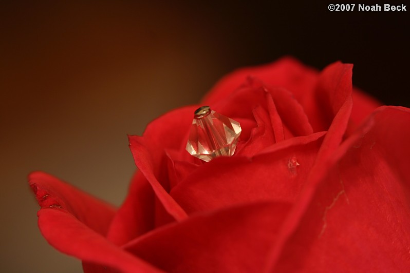 October 8, 2007: Rose with crystal