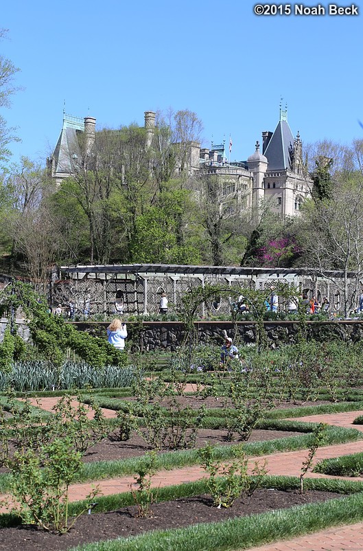 April 11, 2015: Rose garden with Biltmore House in the background