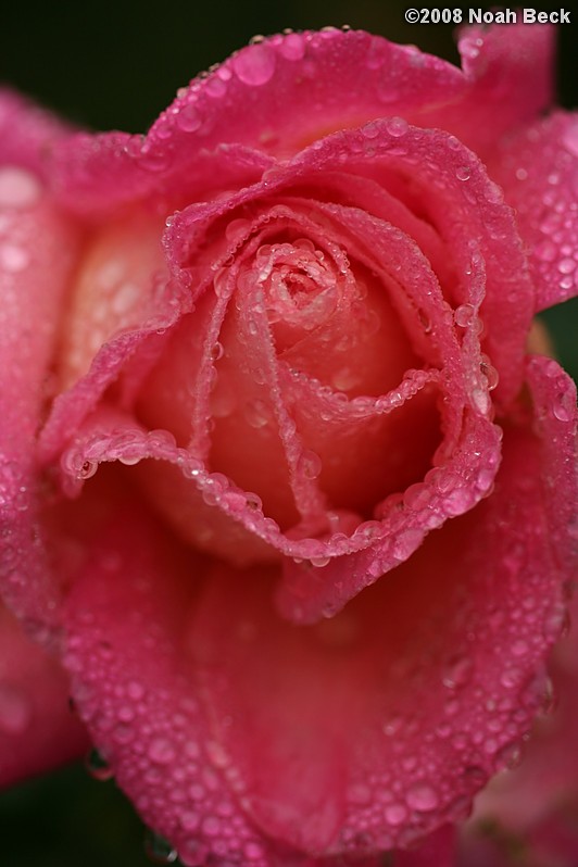 September 27, 2008: a rose after a light mist in the garden