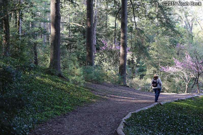April 12, 2015: Roz headed down a path in the Azalea garden