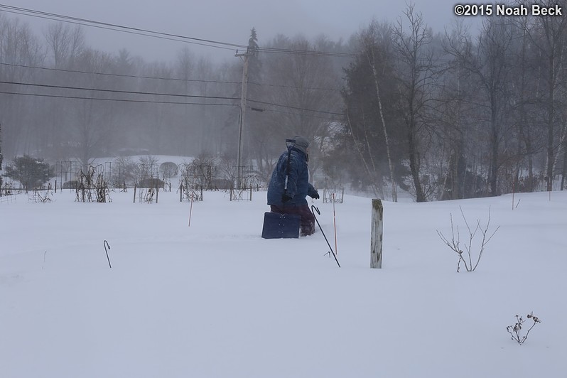 January 27, 2015: Roz wading through the snow on her morning commute to the barn