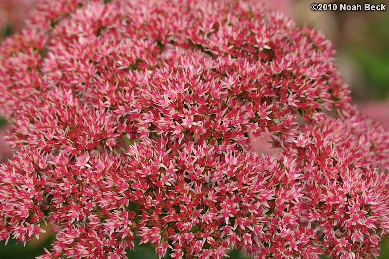 September 18, 2010: Sedum in the garden