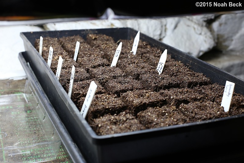 March 29, 2015: Seeds started in soil blocks under the grow light