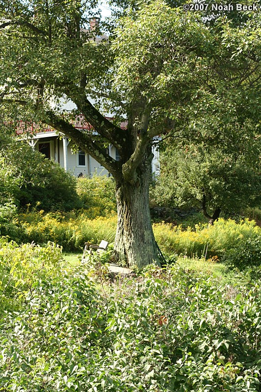 September 15, 2007: a shade tree in a garden in Princeton