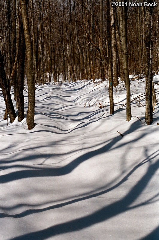 March 4, 2001: Shadows of trees falling across Gordon Pond Trail. There is about a half inch of fresh fluffy snow on top of an eighth of an inch of ice on top of about 2-3 feet of other snow. My snowshoes were very loud when crunching through the thin ice layer.