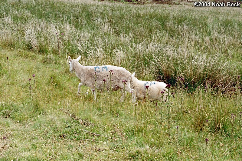 July 7, 2004: Some sheep that were by the side of the road.