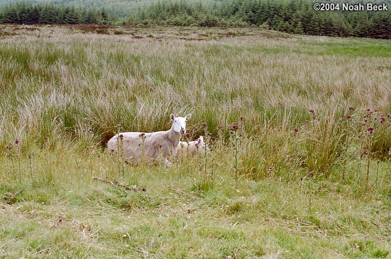 July 7, 2004: Some sheep that were by the side of the road.