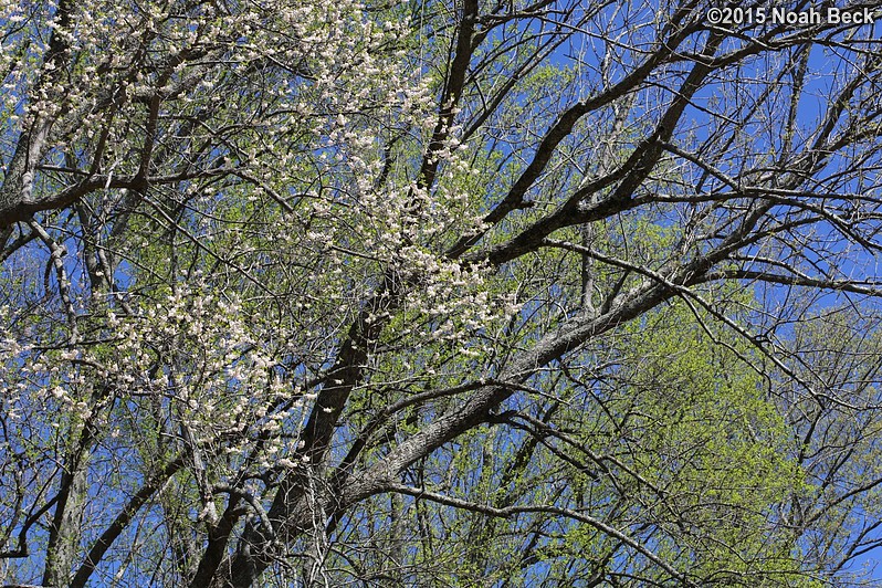 April 11, 2015: Silverbell tree blooms