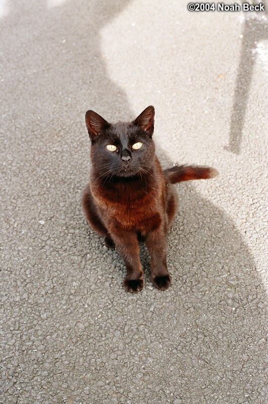 July 6, 2004: While sitting at a picnic table at the B&amp;B, a neighbor&#39;s cat wandered up.