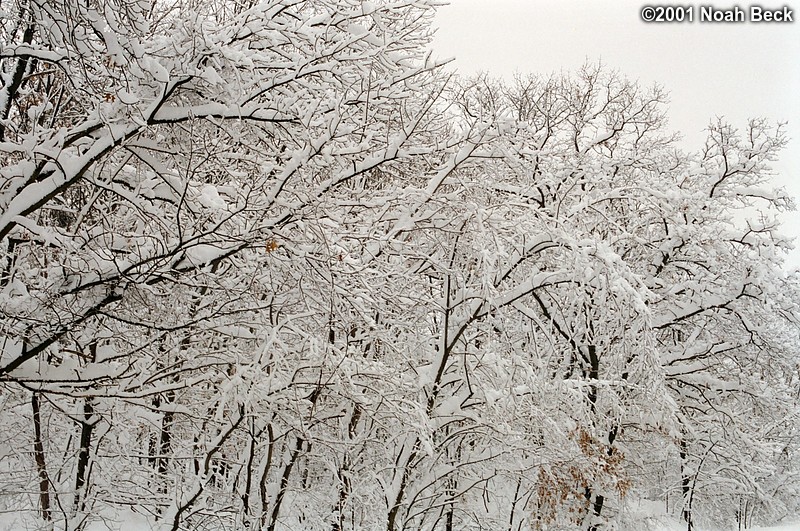 March 6, 2001: Snow-covered trees