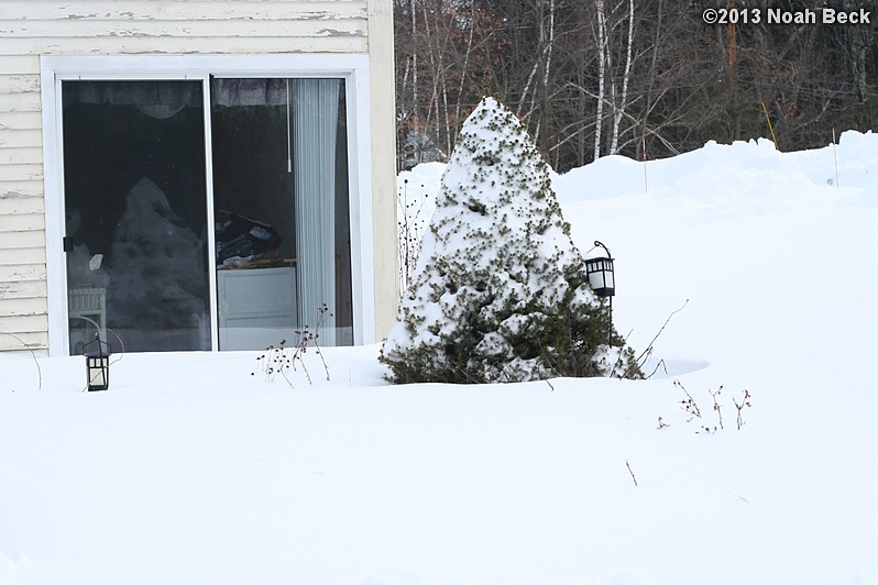 February 9, 2013: Snow is drifted a couple of feet deep around this shrub.