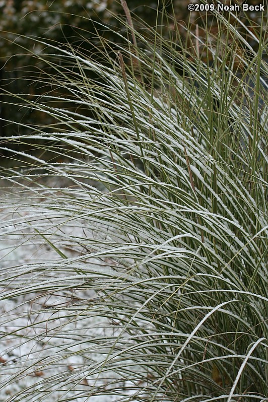 October 16, 2009: Snow on ornamental grass