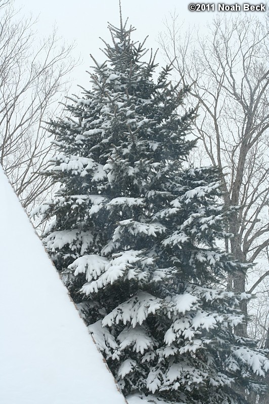 January 12, 2011: snow on the pine tree near the garage driveway