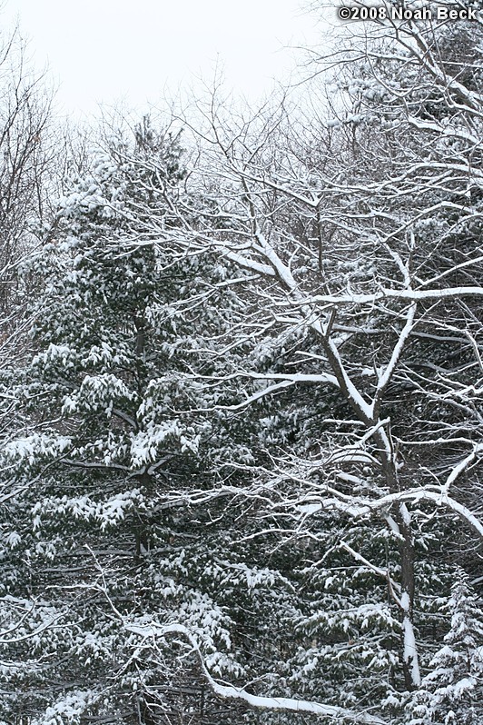 February 23, 2008: snow on trees near the house