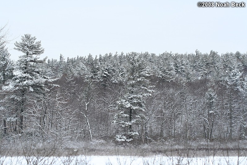 February 23, 2008: snow on trees near the house