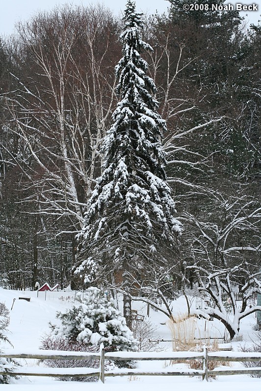February 23, 2008: snow on trees near the house