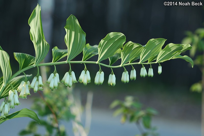 May 24, 2014: Solomon&#39;s Seal on the plant sale table