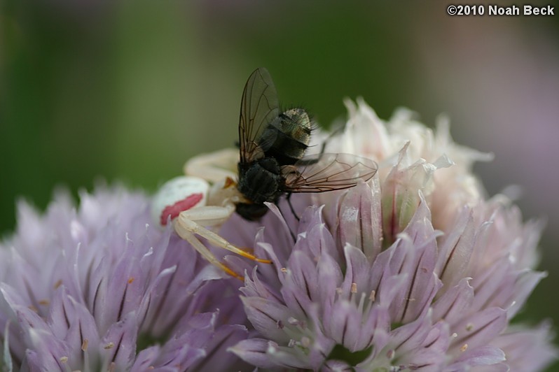 June 2, 2010: Spider carrying a fly on chive blooms