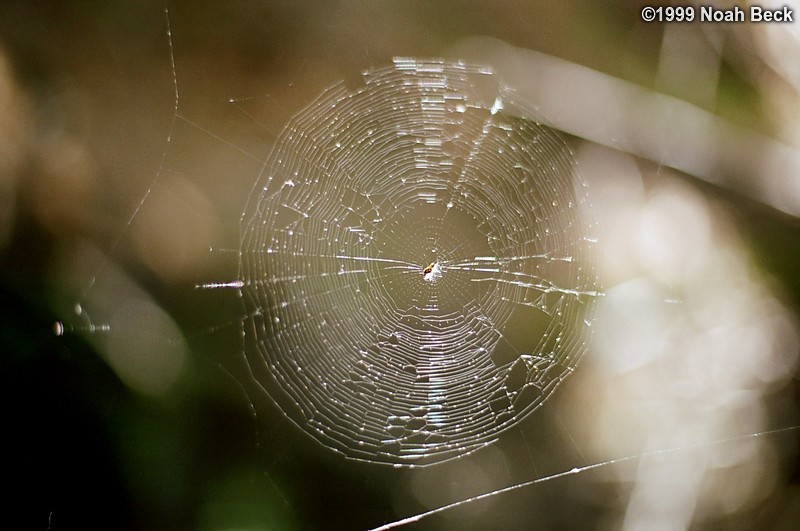 July 10, 1999: A little spider had spun itself a nice web right in a sunbeam next to the trail.