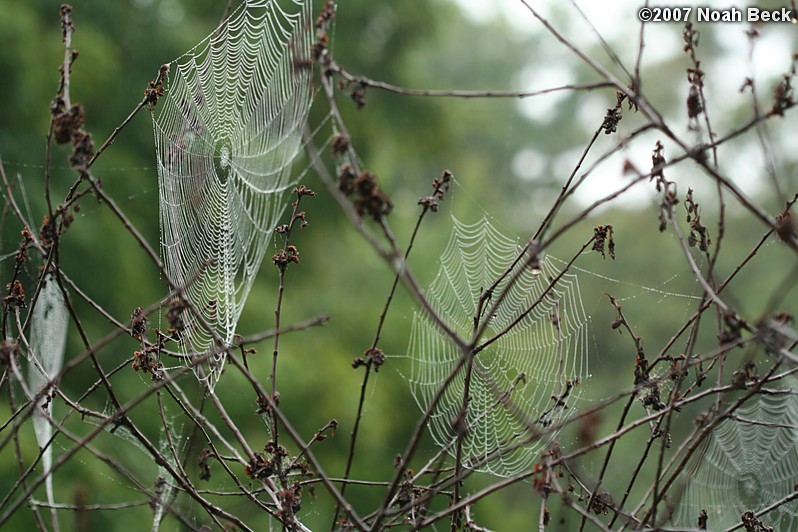 September 10, 2007: Spider webs on the dead cherry tree