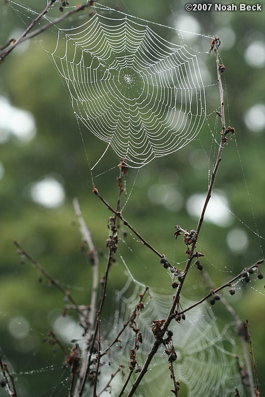 September 10, 2007: Spider webs on the dead cherry tree