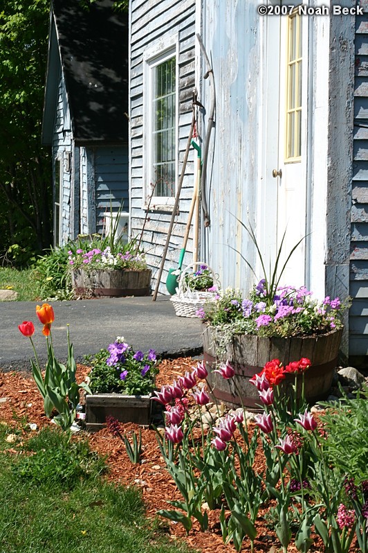 May 13, 2007: Spring flowers by the front of the barn