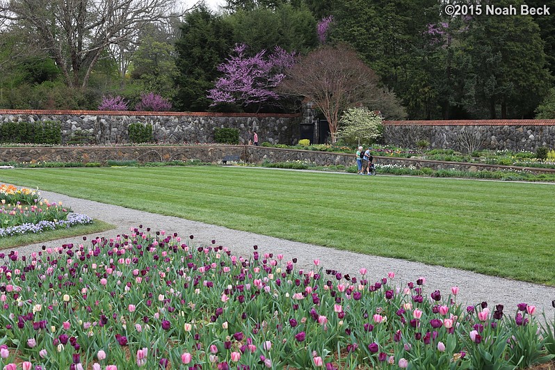 April 10, 2015: Spring flowers in the walled garden
