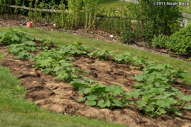 June 26, 2011: squash patch, mulched with hay