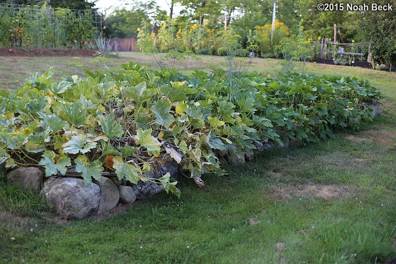 August 22, 2015: Squash patch starting to die back