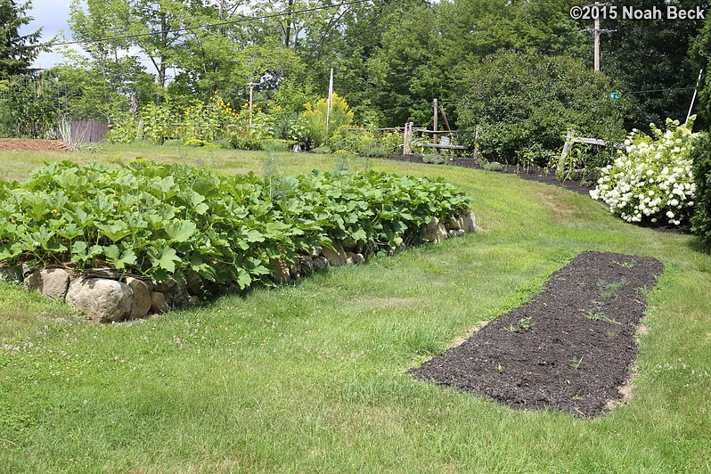 August 9, 2015: Squash plants are enjoying the new patch