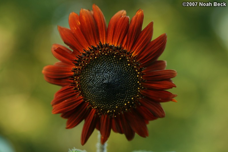 August 4, 2007: Sunflower growing in the garden