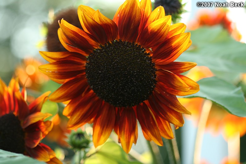August 4, 2007: a sunflower growing in the garden