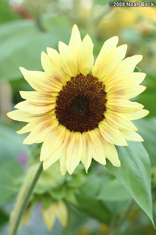August 23, 2008: a sunflower growing in the garden