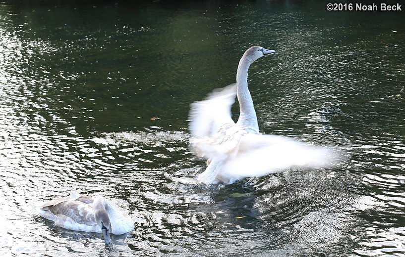 October 18, 2016: A swan flapping its wings in St James&#39;s Park Lake