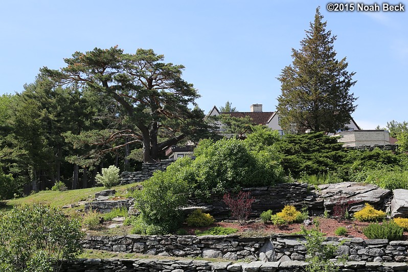 June 7, 2015: Terraced gardens below the front lawn