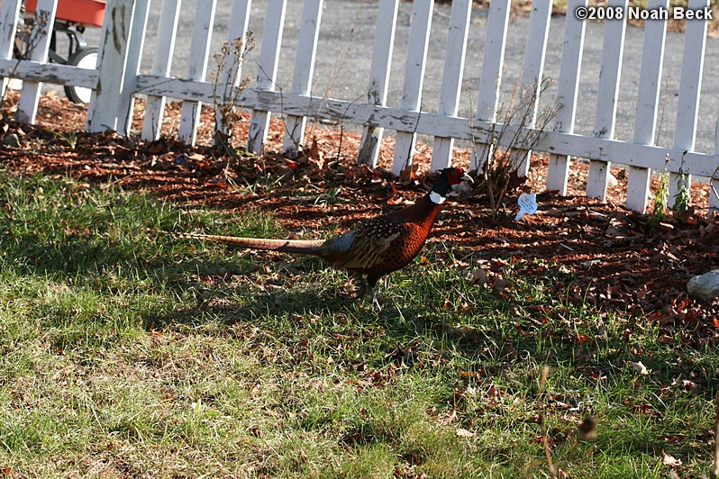 November 27, 2008: A Thanksgiving Day pheasant in the garden