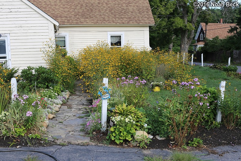 August 18, 2016: The thicket of brown-eyed susans blooming in front of the house